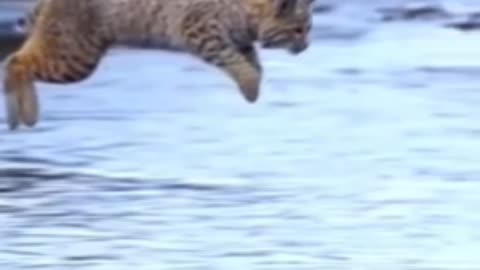 Cute little cat#short#cat