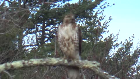 Red Tailed Hawk