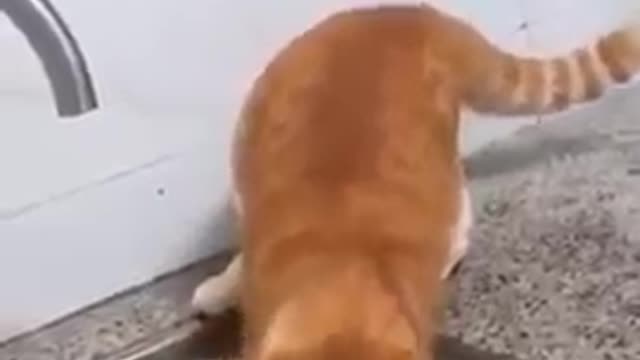 Cute funny cat loves to play with water | cute cats and dogs