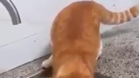 Cute funny cat loves to play with water | cute cats and dogs