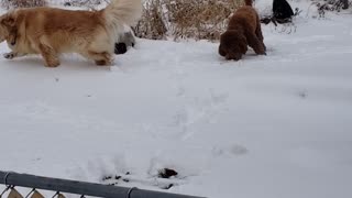 Ryder and Sweetie playing in snow