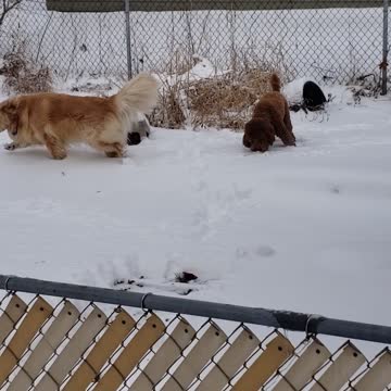 Ryder and Sweetie playing in snow