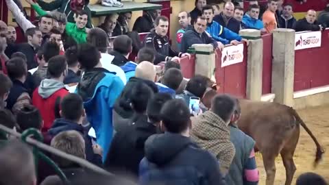 Funny Lucky People with a Dangerous Bull