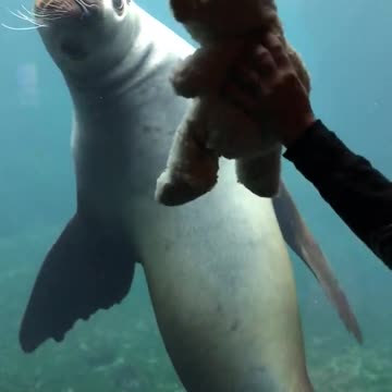León marino fascinado por el osito de peluche de un niño