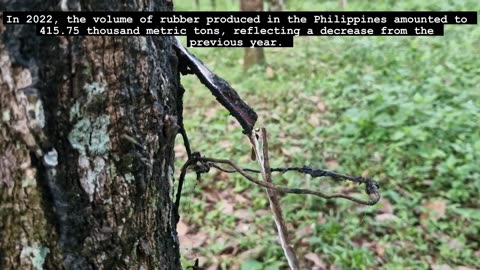 Exploring a Natural Rubber Farm in Talakag, Bukidnon