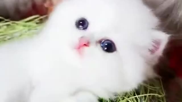 Lovely Cute Cat Videos #Shorts Funny Cat #Video