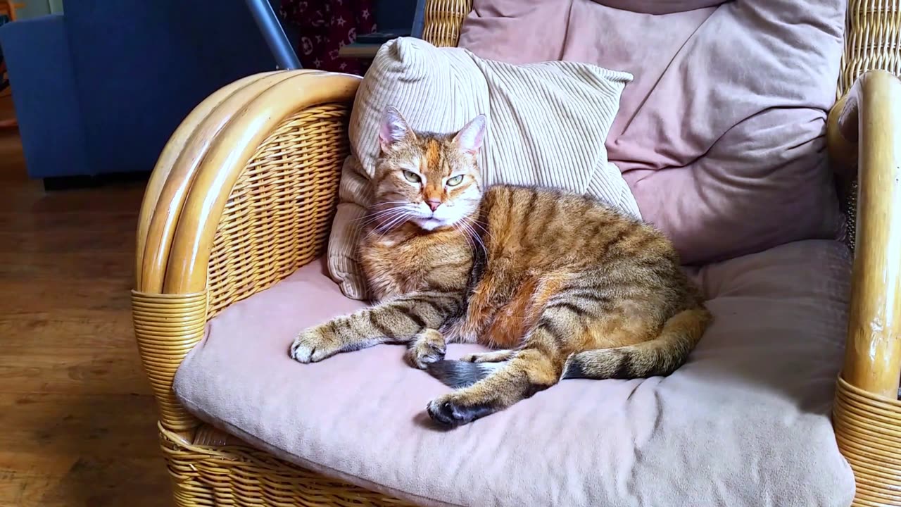 Cute Cat Is watching Tv