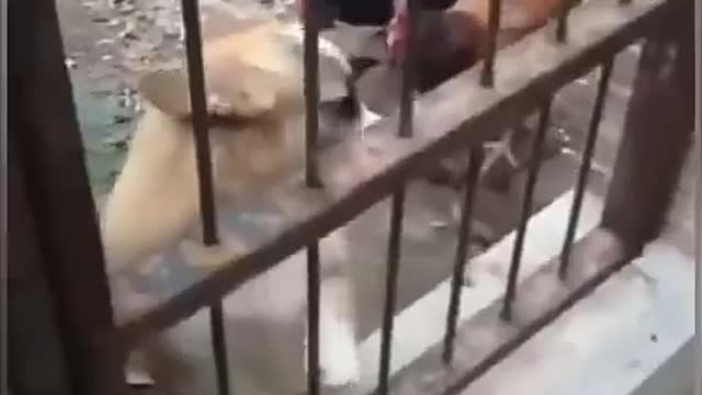 Chiken_VS_Dog_Fight_Funny__(Parte 4)