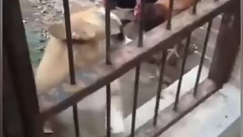 Chiken_VS_Dog_Fight_Funny__(Parte 4)