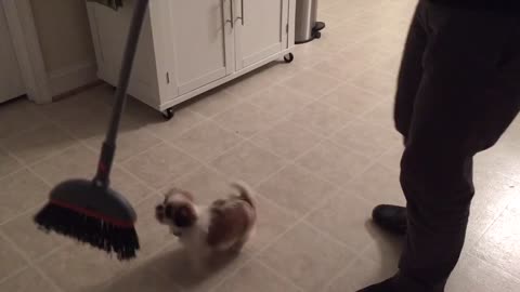 Puppy Helps Sweep The Floor its look so cute!