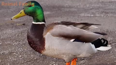 Animal Sounds for Children (20 Amazing Animals)