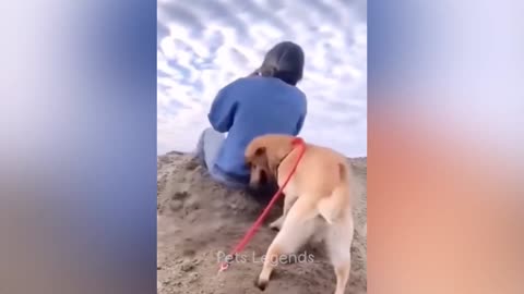 funny dogs play