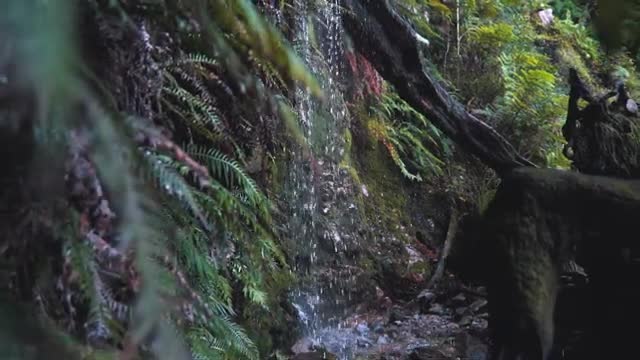 waterfall trees