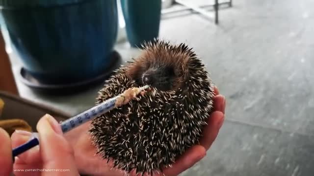 See how to Feed Hedgehog Babies