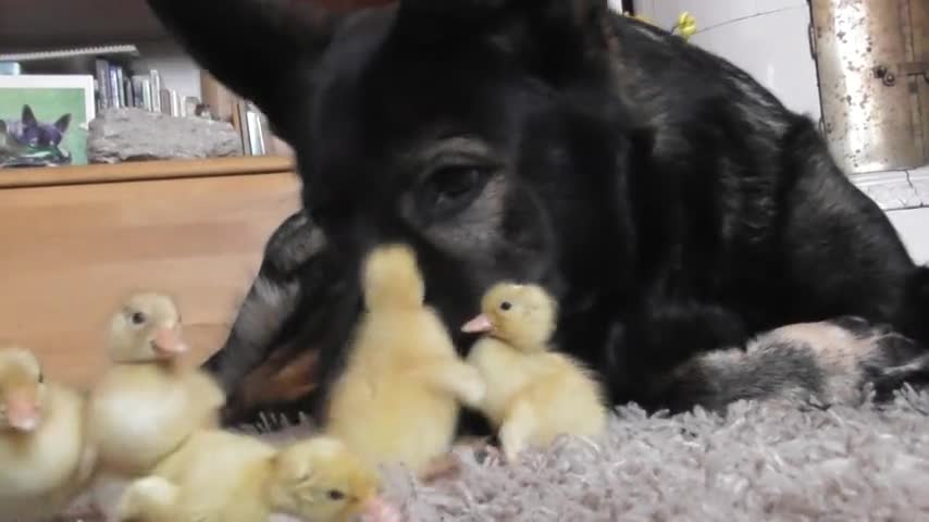 Day old ducklings imprint on gentle German Shepherd !