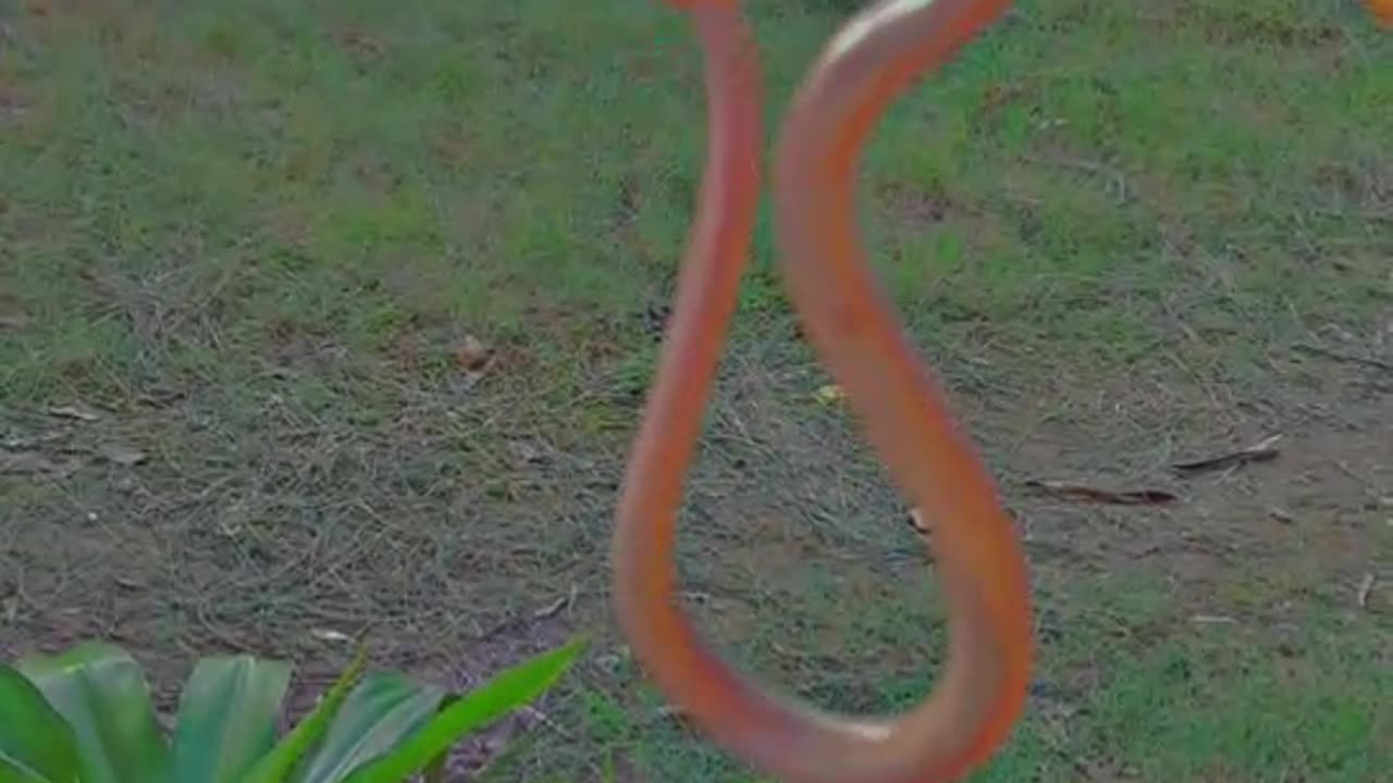 #snak
