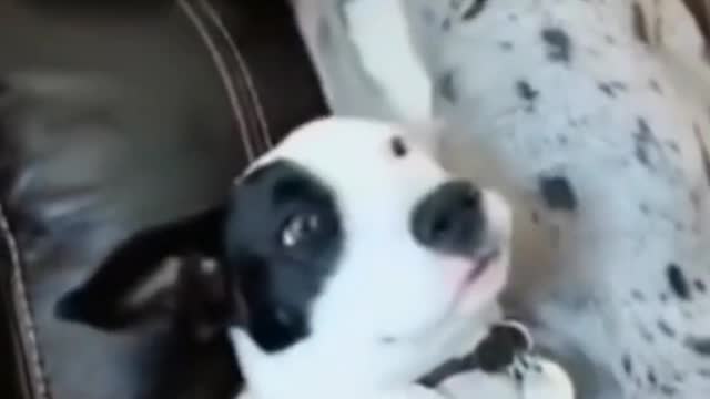 Funny Cats And Funny Dogs Reaction Compilation #shorts #cats #dogs