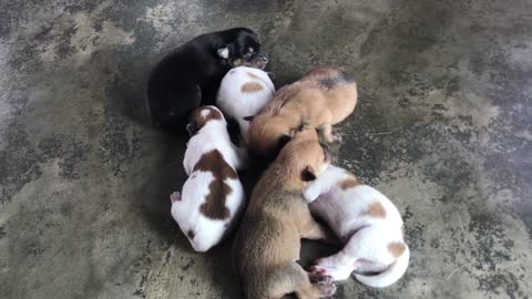 Golden Retriever puppy ( giving birth to six puppies ) day 4