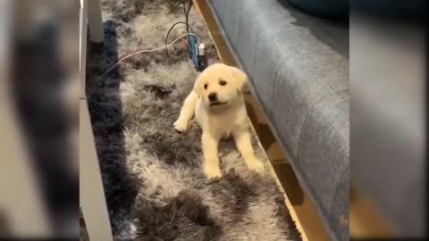 Dogs Funny Moments | Dogs Funny Compilation | Funny Videos