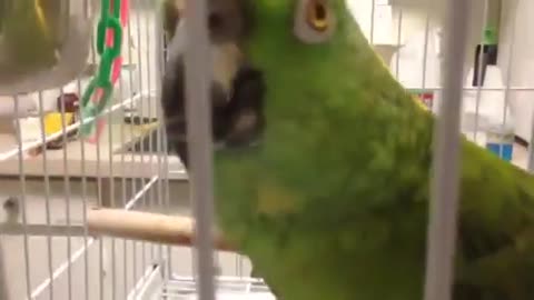 funny bird plays garden house