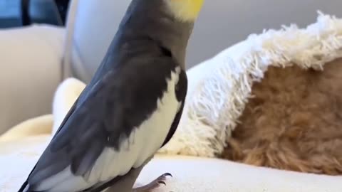 A song of cockatiel