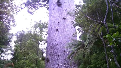 A 400-year-old tree