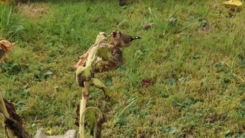 Wild goldfinch in picturesque nature