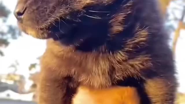 dog funny #shorts 2022🐕🐕🐕🐕🐕🐕🐕🐕