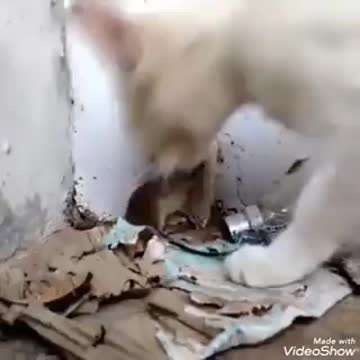 تربيه الفار