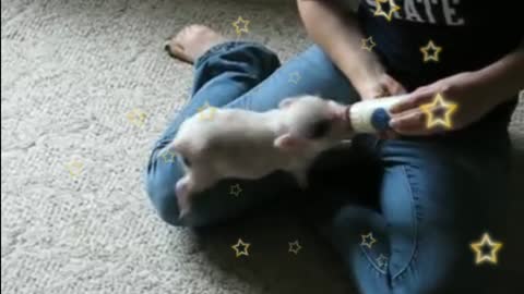 the Mini Pig - Wants His Bottle!!!