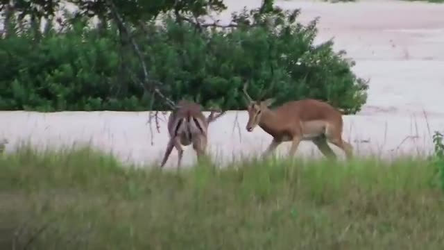 WORLD'S FATTEST ANIMALS FAIL