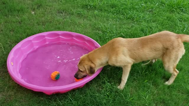 Doggo at the pool