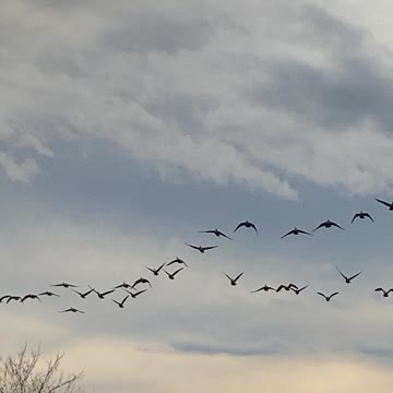 Landing zone! Canadian geese coming in!