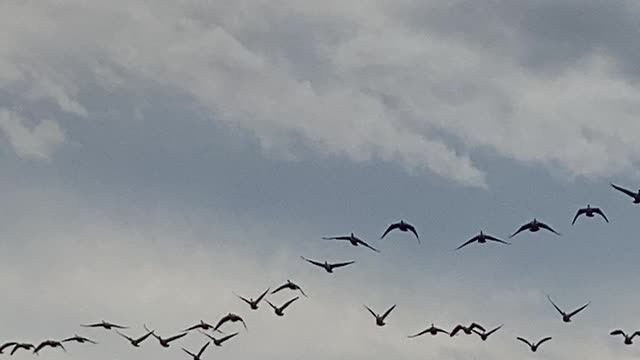 Landing zone! Canadian geese coming in!