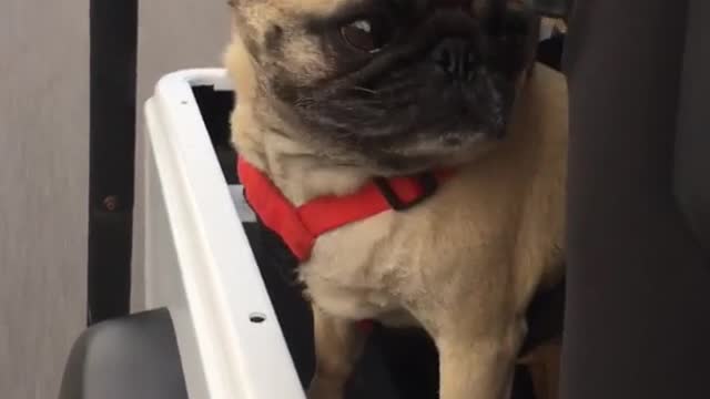 Brown pug sticking head outside jeep