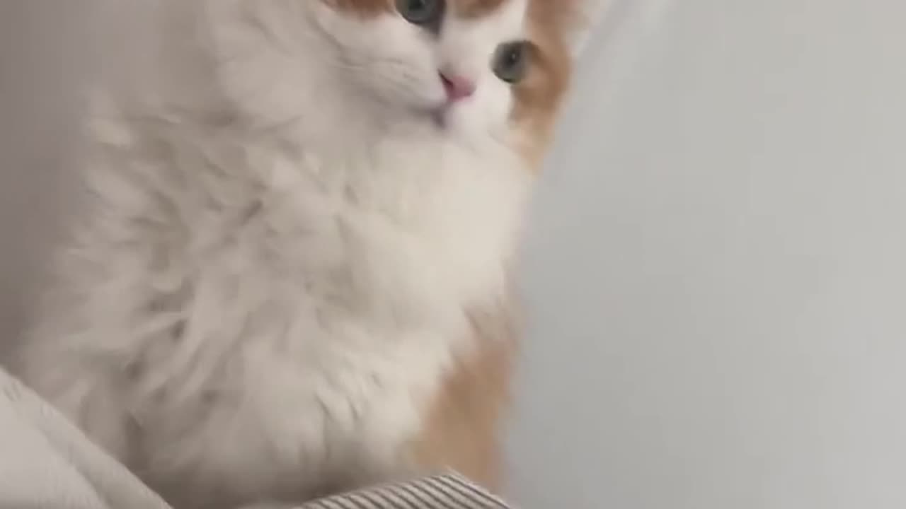 Amazing cat 🐈 trending video