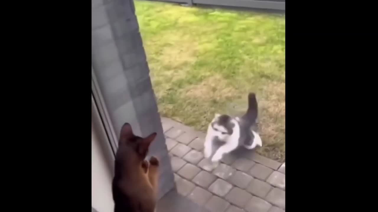 The Funniest Animal Videos of 2023 😅😂: Funny Dogs and Cats