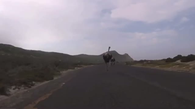 Cyclist chased by an ostrich. Funniest video you’ll see today.
