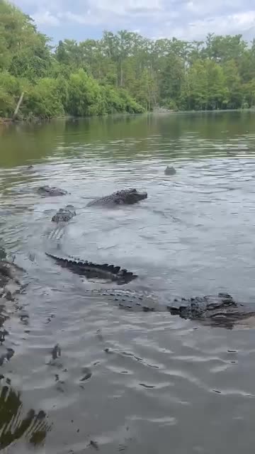 Swimming with Crocodiles