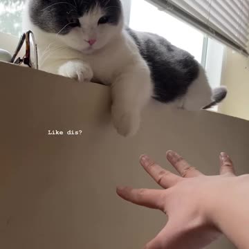 Episode #112 Funny & Angry Cat Viral Video