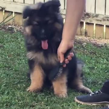 Cute baby animals Videos Compilation cutest moment of the animals - 🐶 Cutest Puppies #17