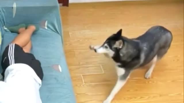 Funny Dog video | Amazing Dogs