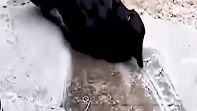 funny dog riding horse