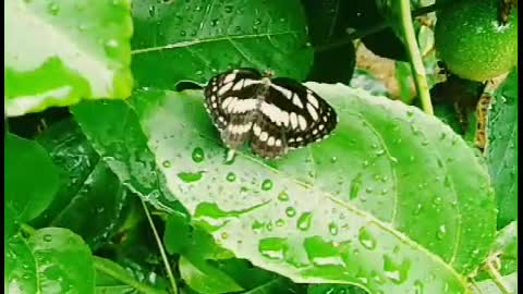 A Beautiful Butterfly at Sri Lanka