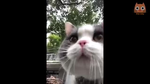 Videos divertido de Gatos y Perros