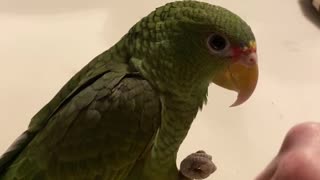 Fist Bump with a Fun Bird