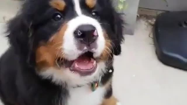 Funny Dog Videos 2021 It's time to LAUGH with Dog's life27