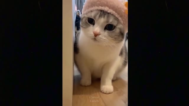 Funny animals [] Try not to laugh compilation 24