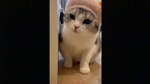 Funny animals [] Try not to laugh compilation 24