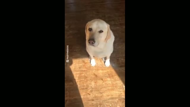 Doggy obeying human word by owner